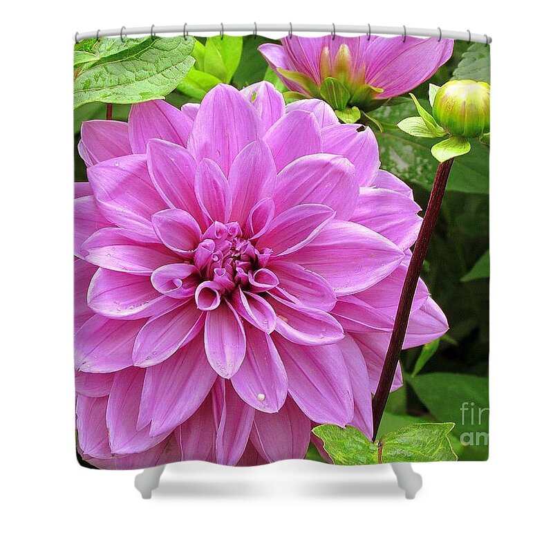 Flowers Shower Curtain featuring the photograph Decadent Dahlia  by Elizabeth Dow