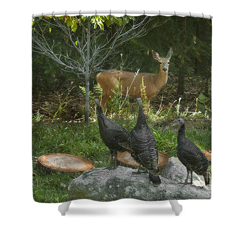 Animal Shower Curtain featuring the photograph Deer And Wild Turkeys by Ron & Nancy Sanford
