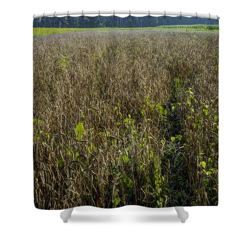 Brandywine Island Shower Curtain featuring the photograph Deer Crops by DArcy Evans
