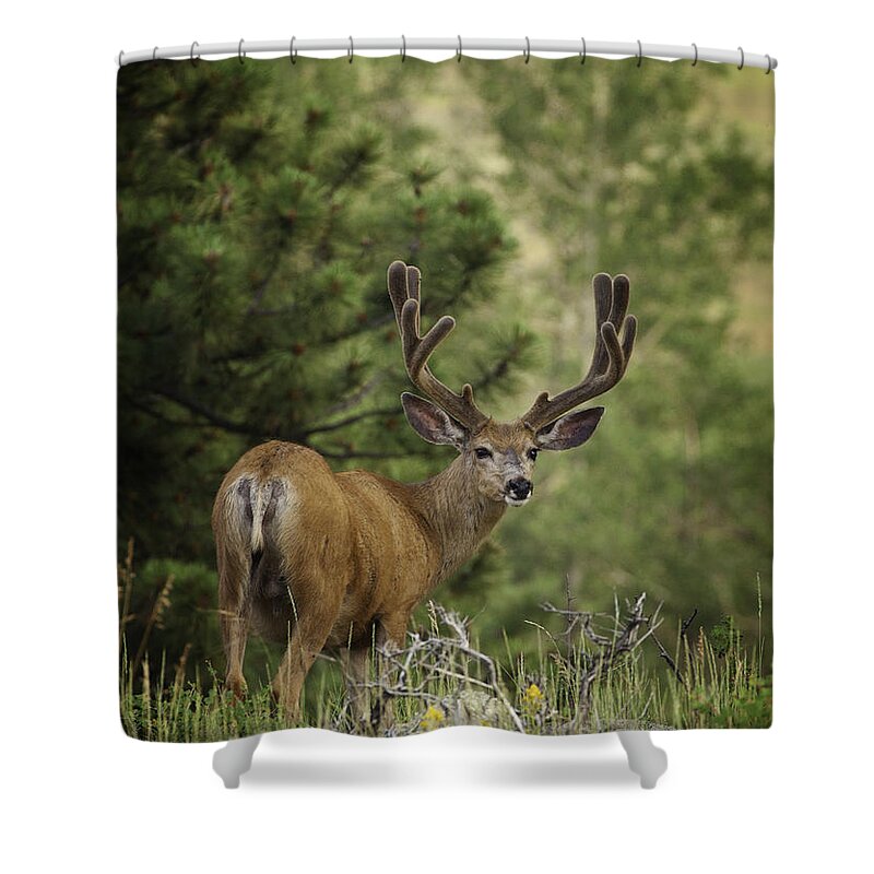 Deer Shower Curtain featuring the photograph Deer in Velvet by Darren White