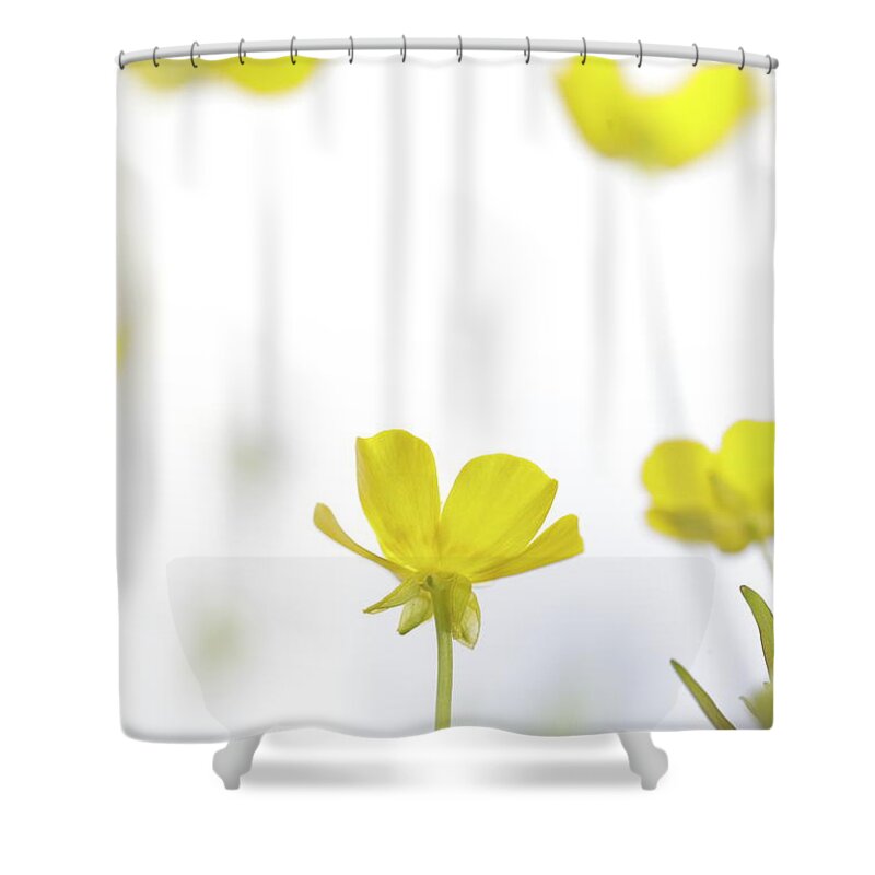 Beautiful Shower Curtain featuring the photograph Delicate buttercup blossom by Ulrich Kunst And Bettina Scheidulin