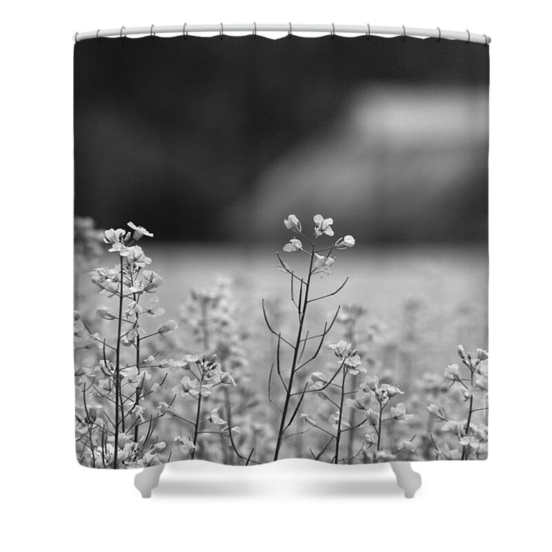 Canola Shower Curtain featuring the photograph Delicate Canola by Cheryl Baxter