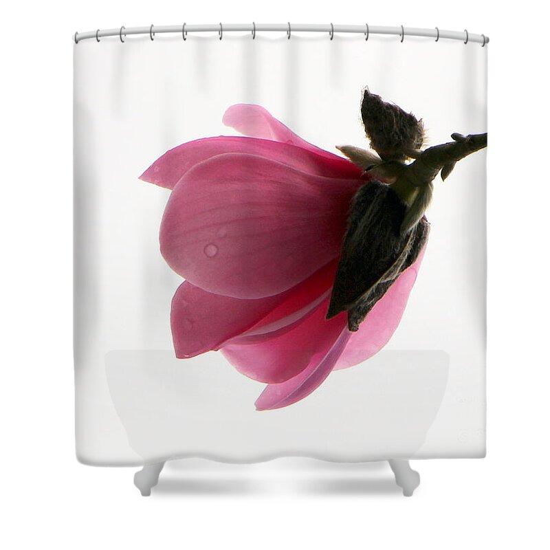 Flower Shower Curtain featuring the photograph Delicate Pink by Brigitte Mueller