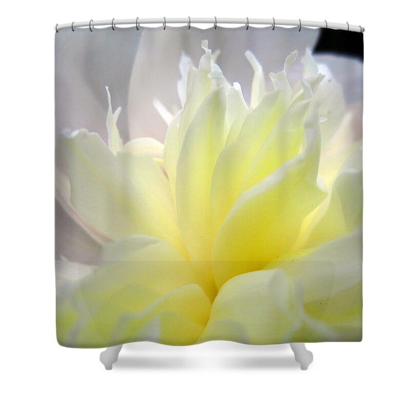 Peony Shower Curtain featuring the photograph Delicate Side Yard Peony by Cynthia Clark