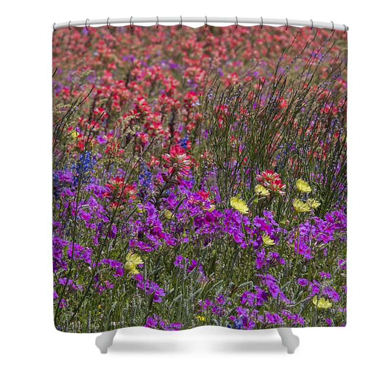 Flowers Shower Curtain featuring the photograph Dense Texas Wildflowers by Steven Schwartzman