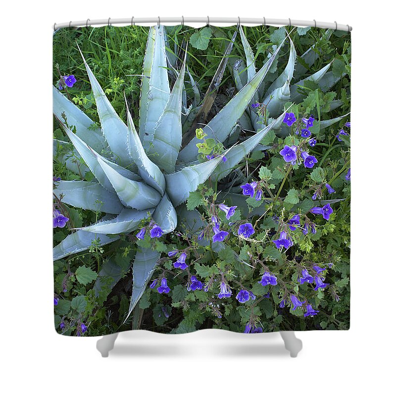 Feb0514 Shower Curtain featuring the photograph Desert Bluebell And Agave by Tim Fitzharris