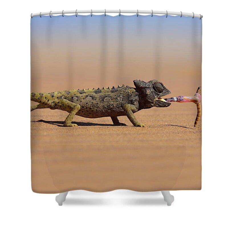 Sand Dune Shower Curtain featuring the photograph Desert Chameleon Catching A Worm by Freder
