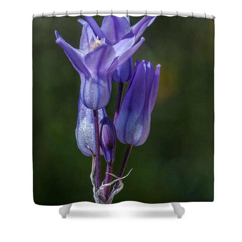 Al Andersen Shower Curtain featuring the photograph Desert Hyacinth 2 by Al Andersen