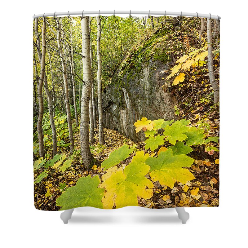 Alaska Shower Curtain featuring the photograph Devil's Club in Autumn by Tim Newton