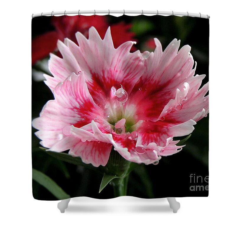 Dianthus Shower Curtain featuring the photograph Dianthus by Kristine Widney