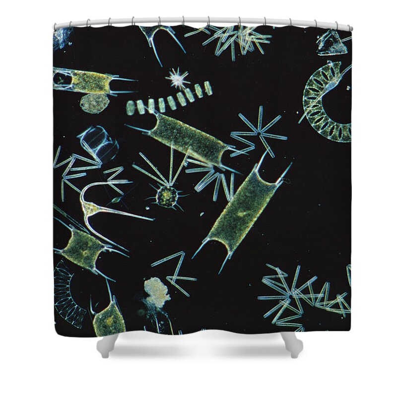 00297036 Shower Curtain featuring the photograph Diatoms and Dinoflagellates by D P Wilson