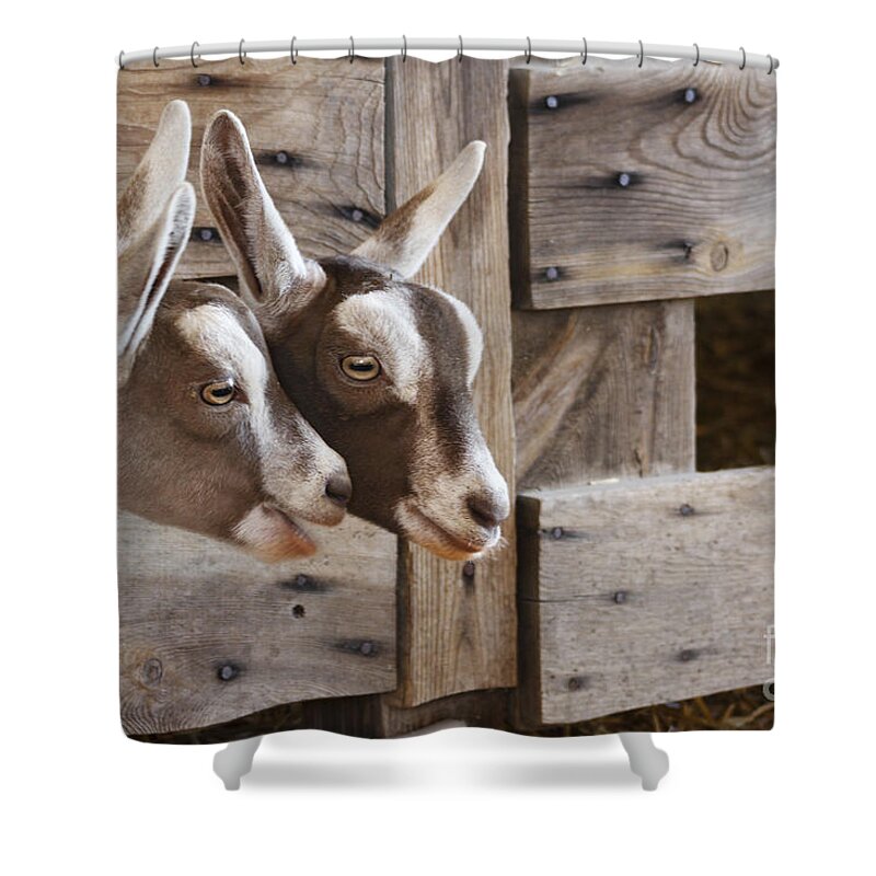 Goats Shower Curtain featuring the photograph Did You Hear the Latest? by Patty Colabuono