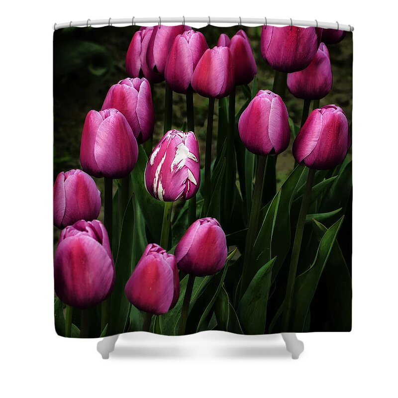Tulip Shower Curtain featuring the photograph Different by Mary Jo Allen