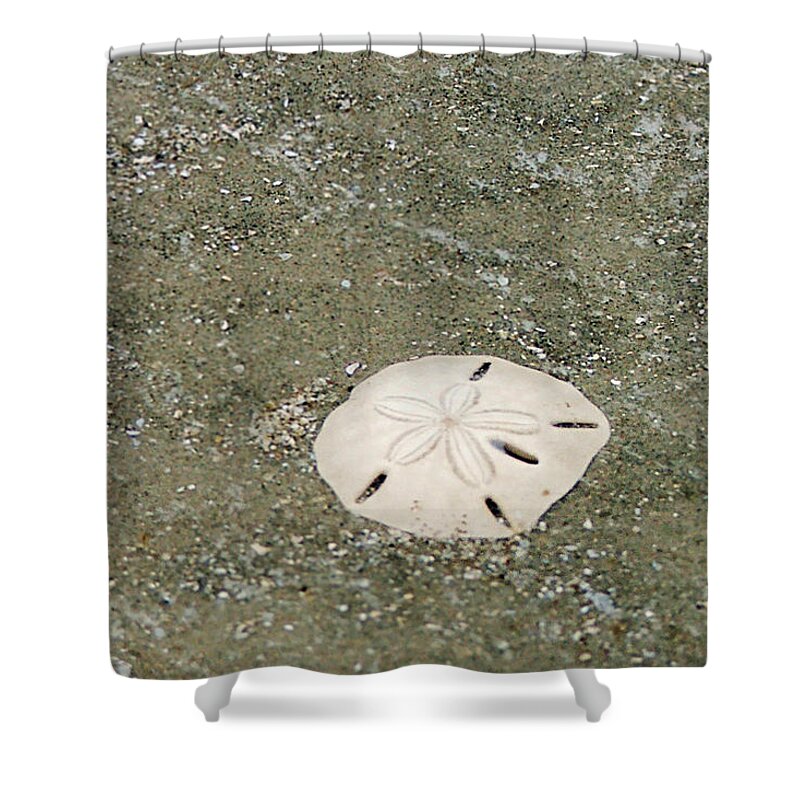 Sand Dollar Shower Curtain featuring the photograph Pick Me Up by Melinda Ledsome