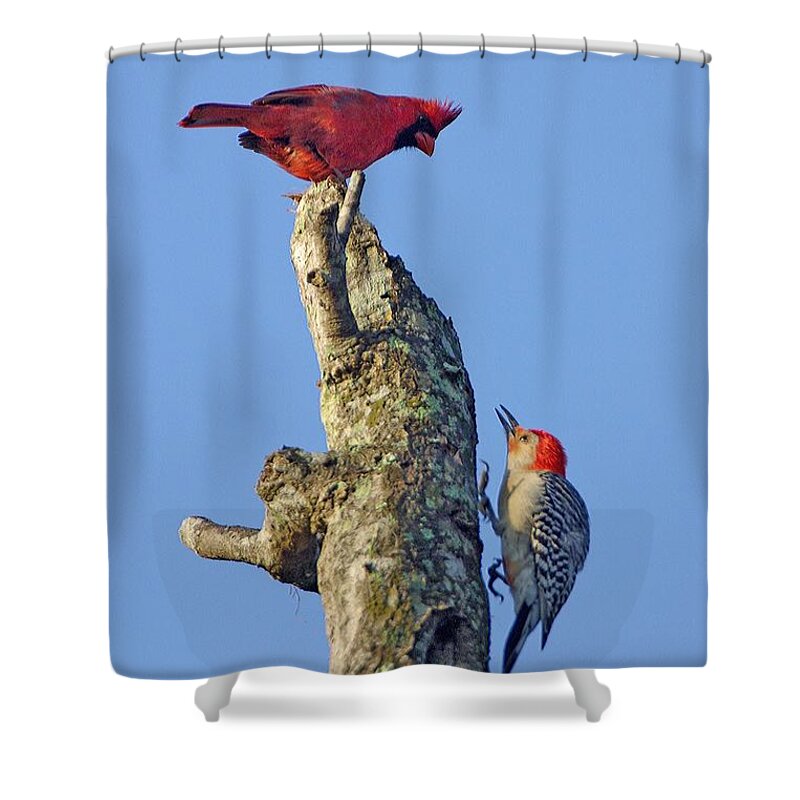Bird Shower Curtain featuring the photograph Dispute Between a Red Cardinal and a Red-bellied Woodpecker by John Harmon