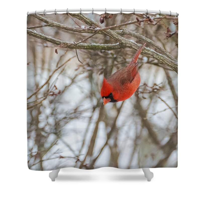 Jan Holden Shower Curtain featuring the photograph Diving Cardinal by Holden The Moment