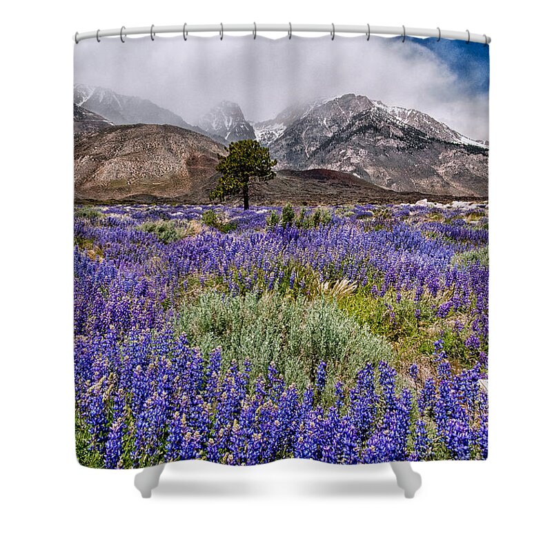 Clouds Shower Curtain featuring the photograph Division Creek Lupine by Cat Connor