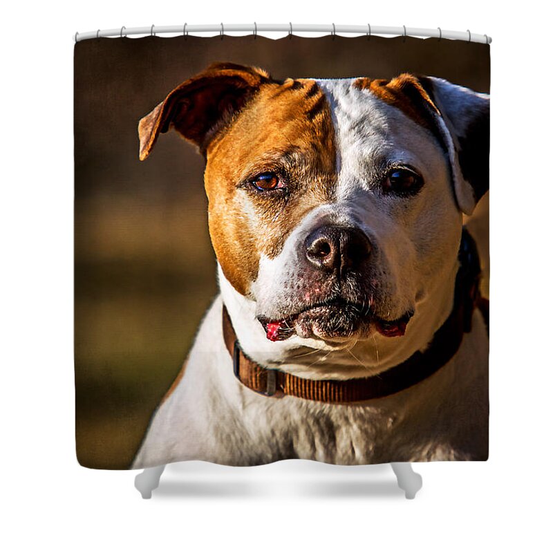 Dog Shower Curtain featuring the photograph Dixie Doodle the Pit Bull by Eleanor Abramson