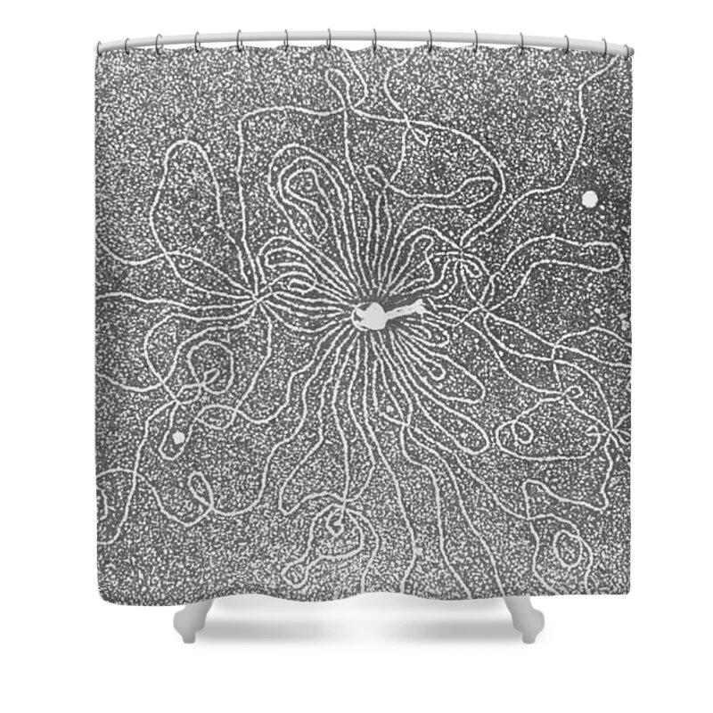 Dna Shower Curtain featuring the photograph Dna by Biology Pics