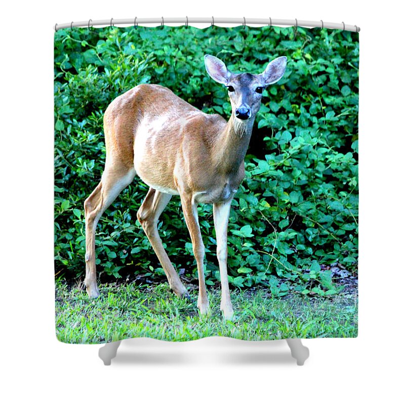 Doe Shower Curtain featuring the photograph Doe A Deer by Kathy White