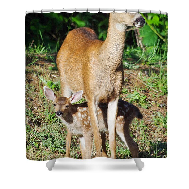 Animals Shower Curtain featuring the photograph Doe and Fawn by Adria Trail