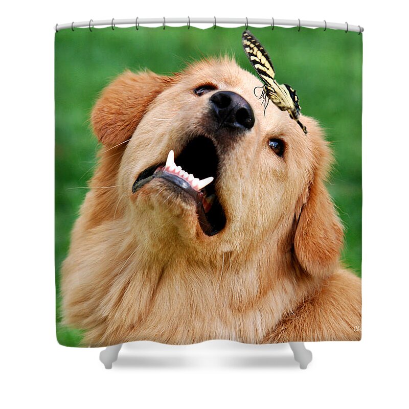 Dog Shower Curtain featuring the photograph Dog And Butterfly by Christina Rollo