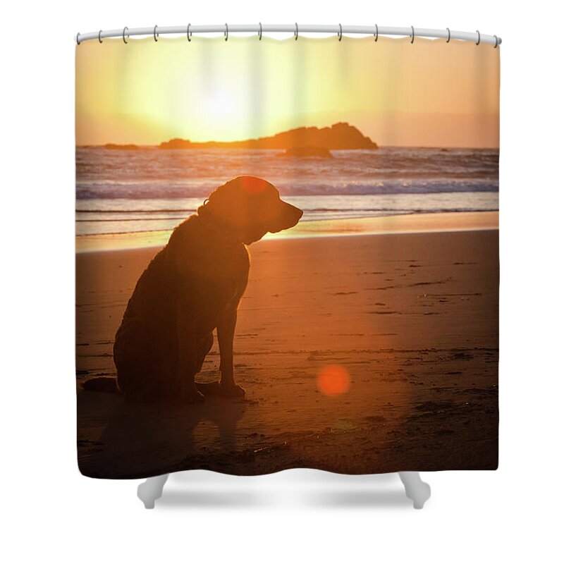 Pets Shower Curtain featuring the photograph Dog At Beach by Christopher Kimmel