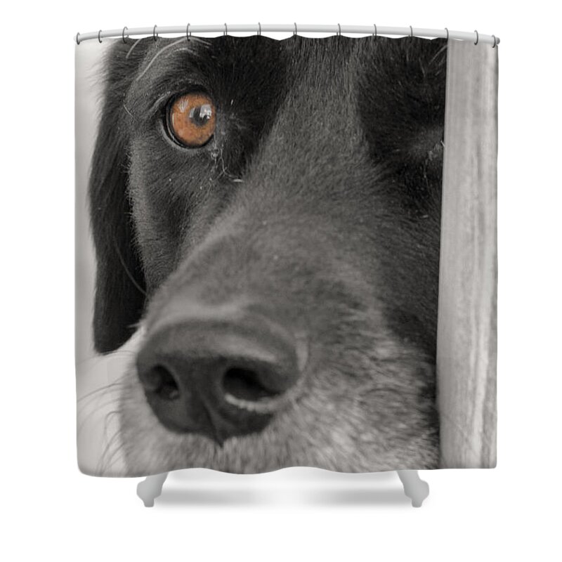 Animals Shower Curtain featuring the photograph Dog Peek A Boo by Jim Shackett