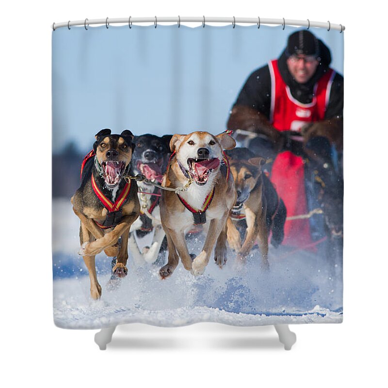 Champions Shower Curtain featuring the photograph Dog sledding race by Mircea Costina Photography