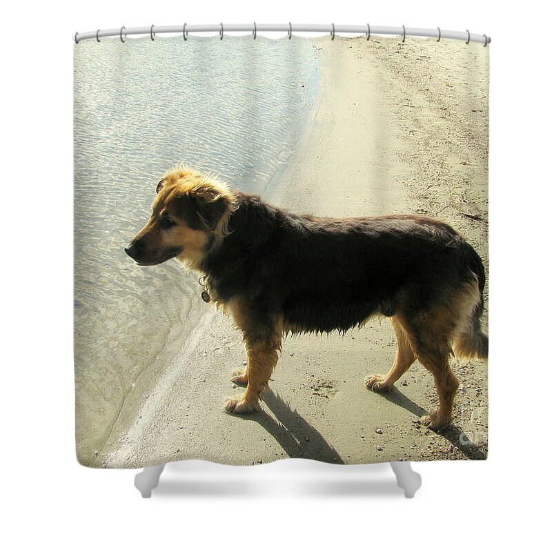 Dog Shower Curtain featuring the photograph Dog Watching by Leone Lund