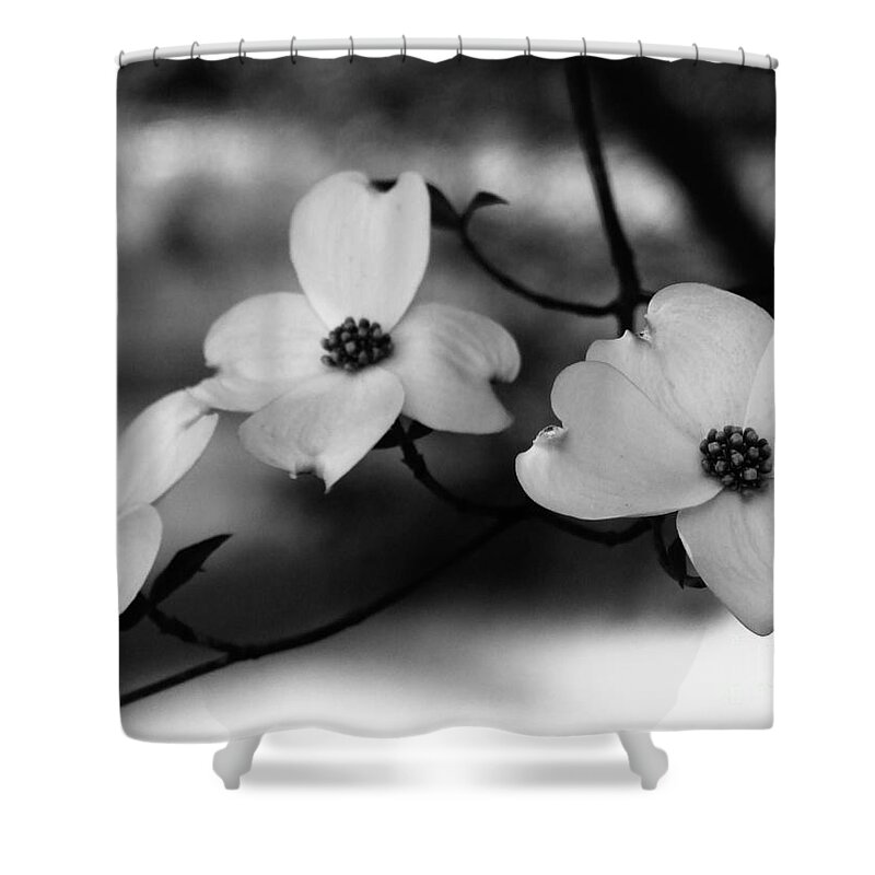 Dogwood Shower Curtain featuring the photograph Dogwood Black and White by Andrea Anderegg