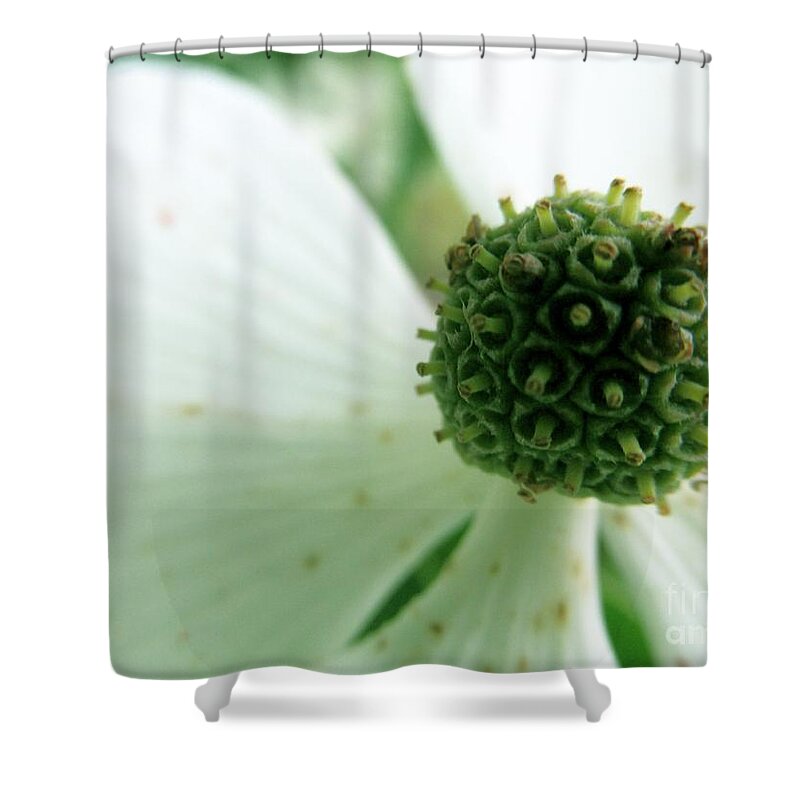 Dogwood Shower Curtain featuring the photograph Dogwood by Lynellen Nielsen