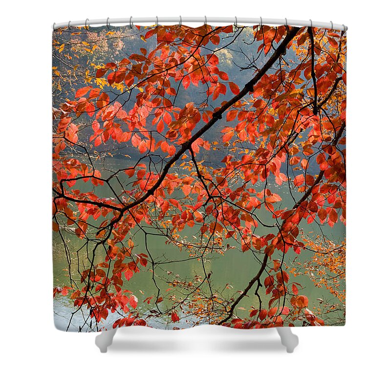 Dogwood Shower Curtain featuring the photograph Dogwood Tree by Kenneth Murray
