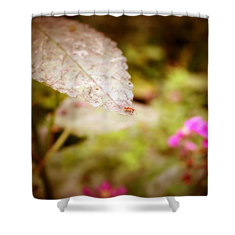 Red Ant Shower Curtain featuring the photograph Don't Look Down by Laureen Murtha Menzl