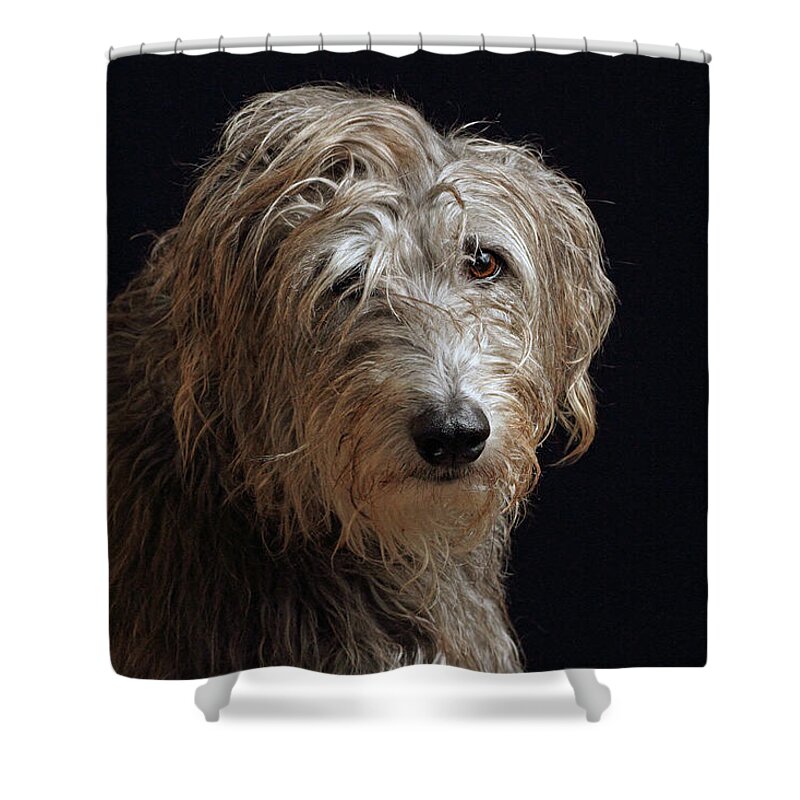 Pets Shower Curtain featuring the photograph Doogan by David Killeen