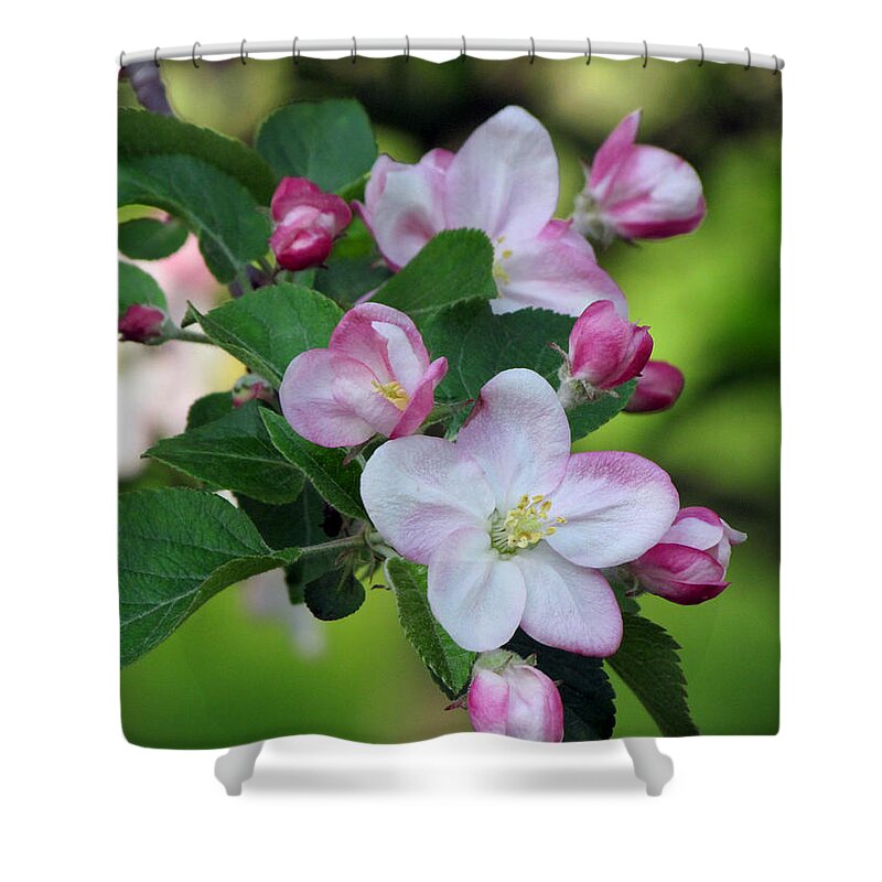 Door County Shower Curtain featuring the photograph Door County Apple Blossoms by David T Wilkinson
