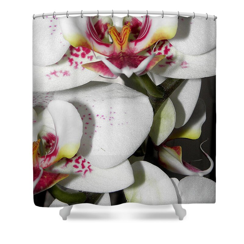 White Orchids Shower Curtain featuring the photograph Dots and Splashes of Pink on Orchid by Kim Galluzzo Wozniak