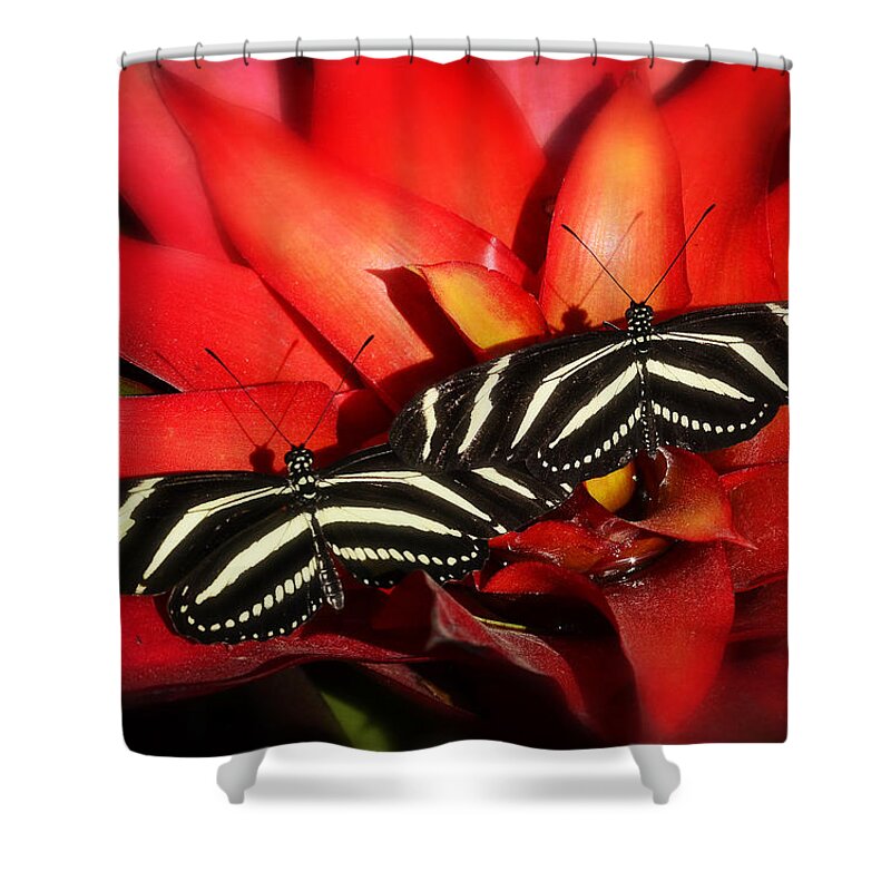 Zebra Longwings Butterfly Shower Curtain featuring the photograph Double Trouble by Saija Lehtonen