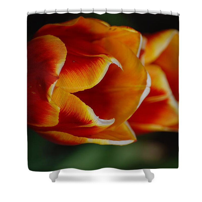 Tulip Shower Curtain featuring the photograph Double Vision by Kathy Paynter