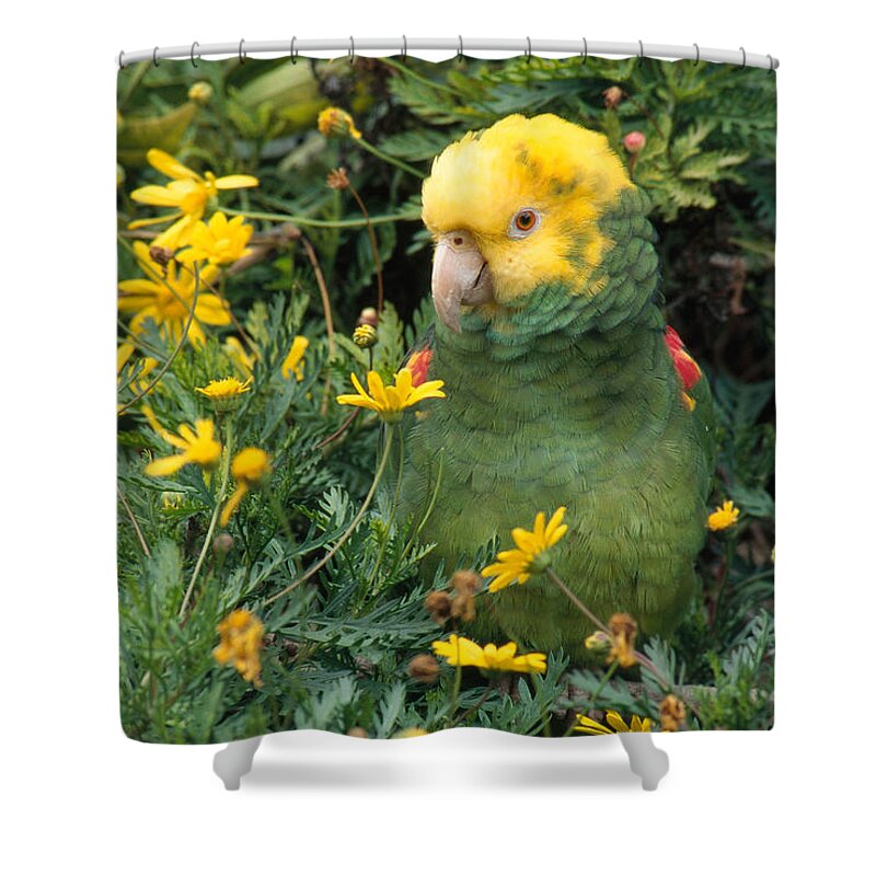 Amazon Parrot Shower Curtain featuring the photograph Double Yellow Headed Parrot by Craig K. Lorenz