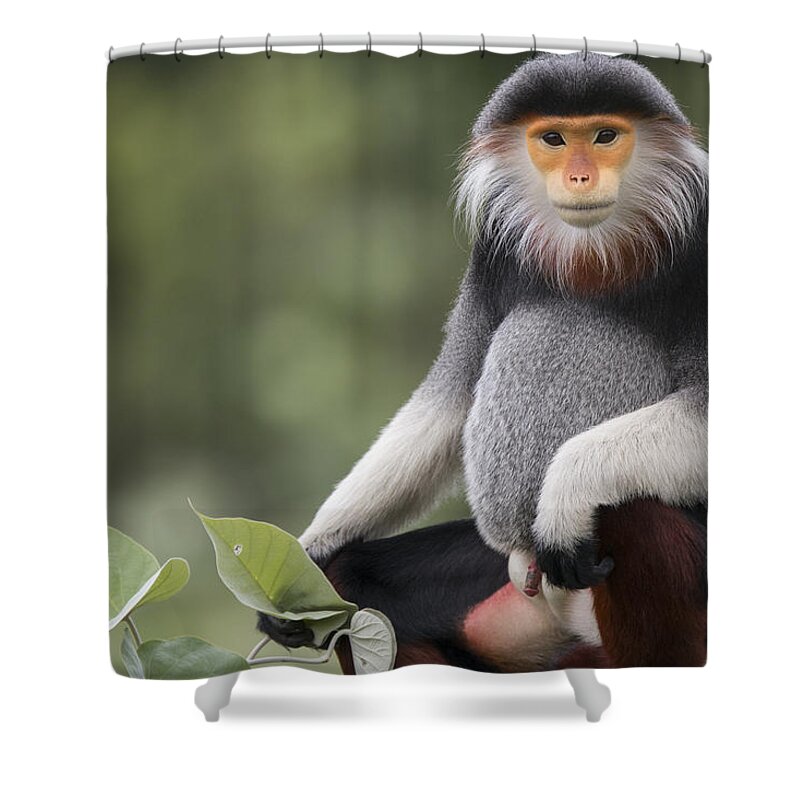 Cyril Ruoso Shower Curtain featuring the photograph Douc Langur Male Vietnam by Cyril Ruoso