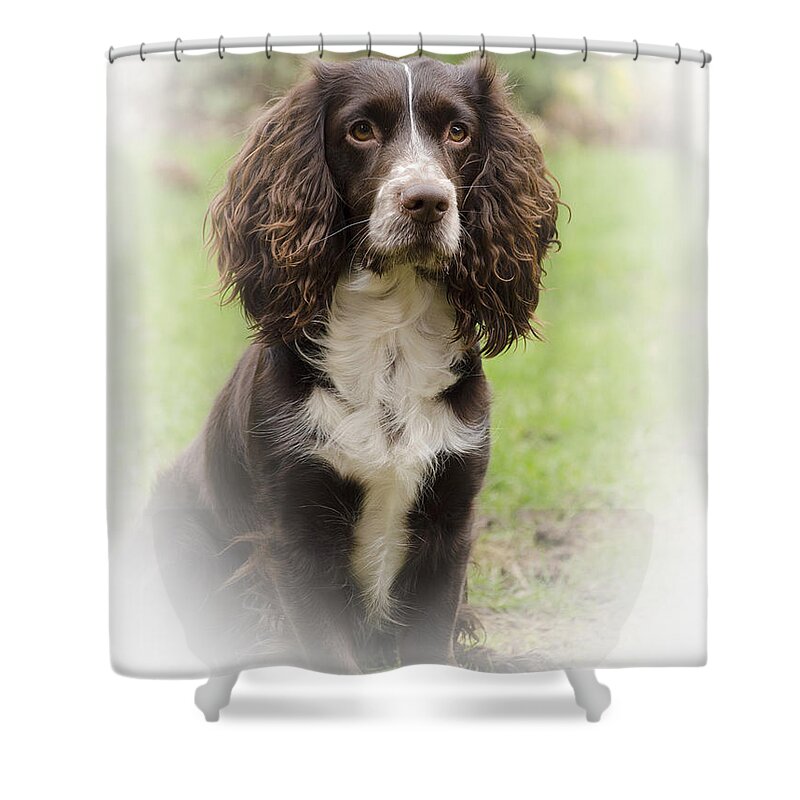 Dog Shower Curtain featuring the photograph Dougie In Vignette by Linsey Williams