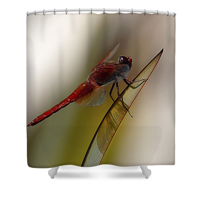 Dragonfly Shower Curtain featuring the photograph Dragonacious by Joe Schofield