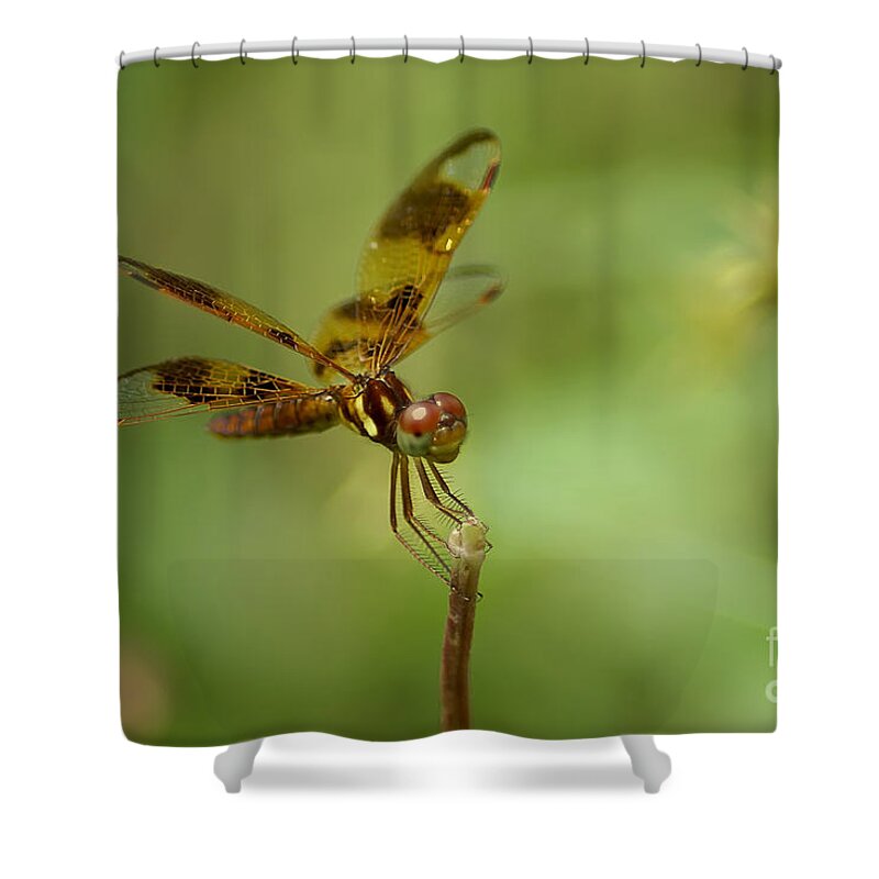 Dragonfly Shower Curtain featuring the photograph Dragonfly 2 by Olga Hamilton