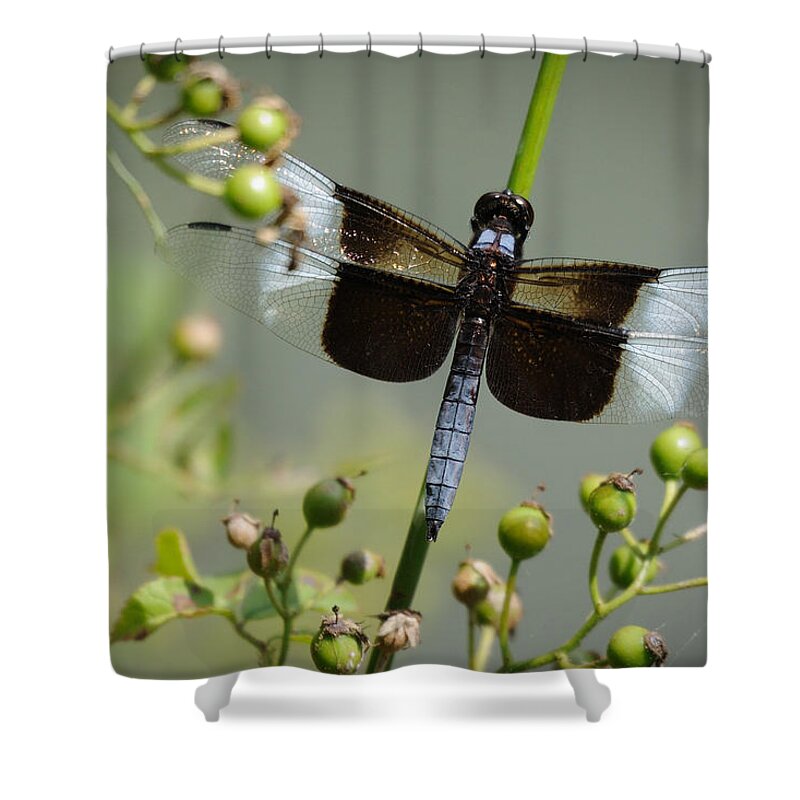 Dragonfly Shower Curtain featuring the photograph Dragonfly by David Hart