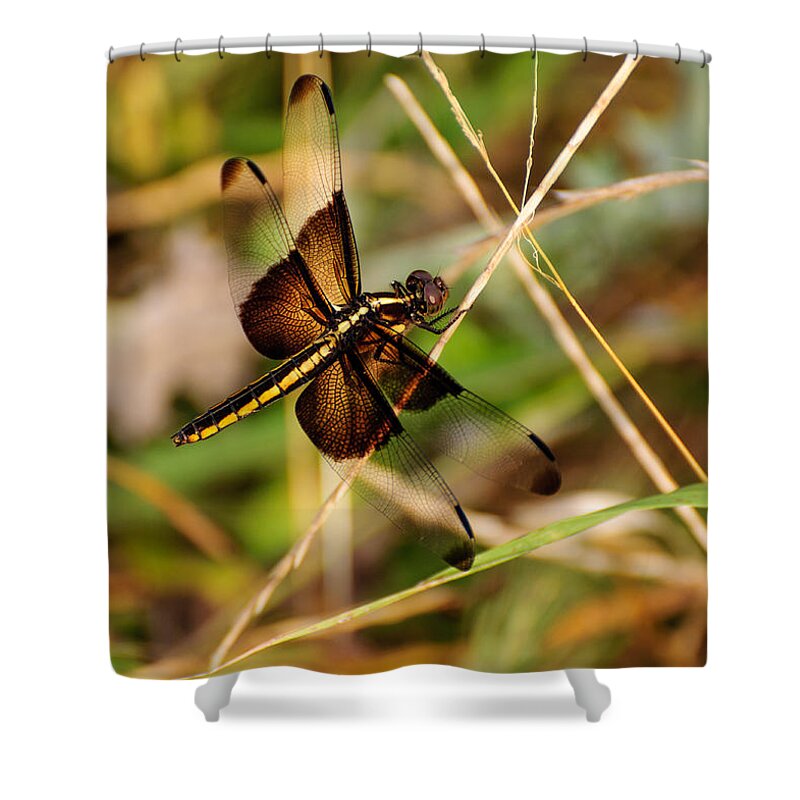 Dragonfly Shower Curtain featuring the photograph Dragonfly by John Johnson