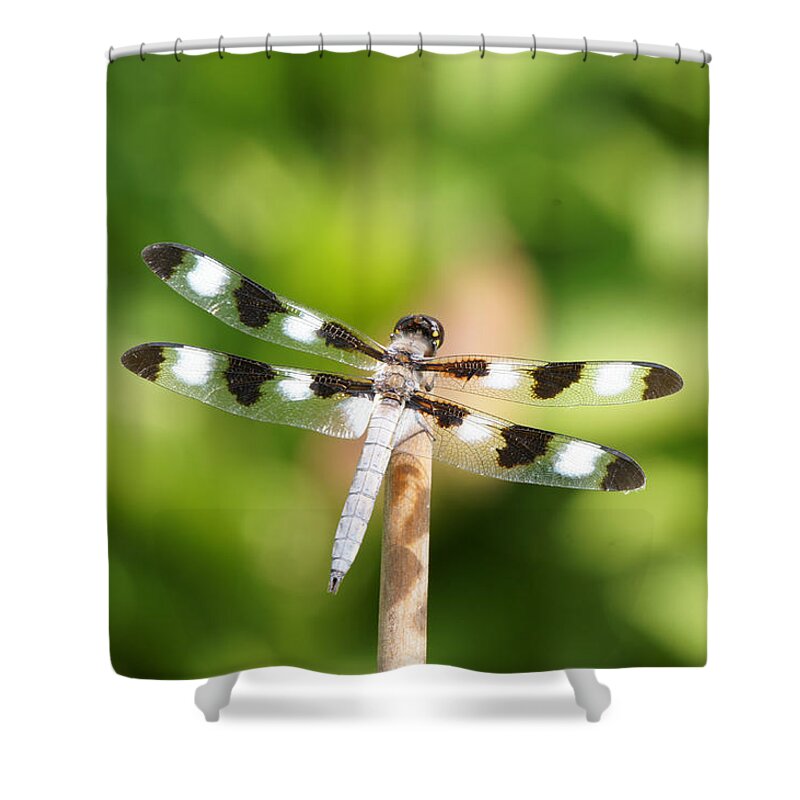 Twelve-spotted Skipper Shower Curtain featuring the photograph Dragonfly On A Stick by Robert E Alter Reflections of Infinity