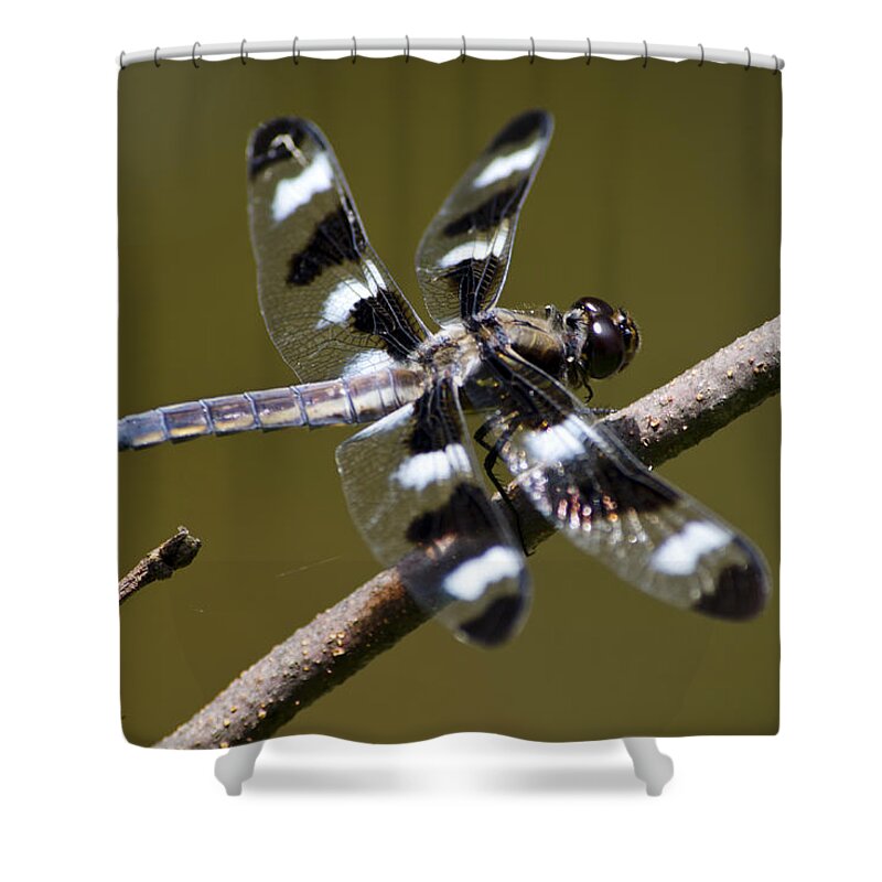 Dragonfly Shower Curtain featuring the photograph Dragonfly Twelve Spot Skimmer by Christina Rollo
