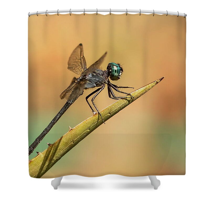 Dragonfly Shower Curtain featuring the photograph Dragonlet by Erin Thomsen