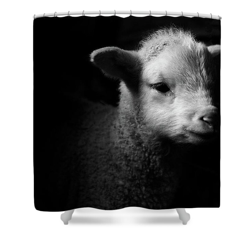Animal Themes Shower Curtain featuring the photograph Dramatic Lamb Black & White by Michael Neil O'donnell